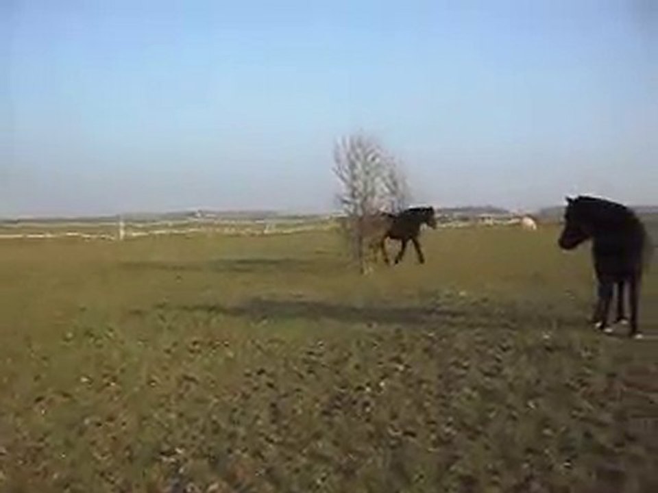 POULAINS MERENS DE 22 MOIS 2; jeux au pré ss le soleil 30/01