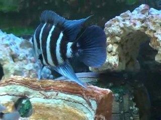 Blue Zaire Moba Koloni