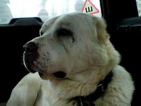 Сен Сао Мурат 4,5 года.