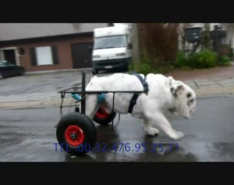 chariot pour chien bouledogue paralysé