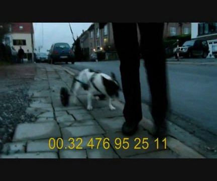 dino bouledogue avec son petit chariot pour chien handicapé