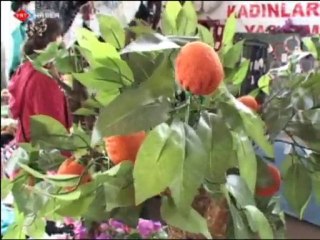 Büyüyen Türkiye Mandalina Festivali
