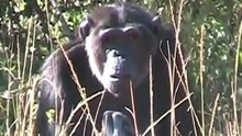 Chimpanzee mother learns about her dead infant