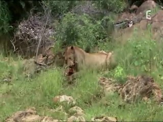 les lions attaquent (2)