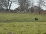 setter gordon sur bécassines