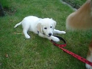 Gamze Aral Pet Club // Daisy&Papi