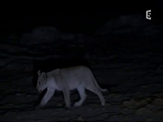 les lions attaquent (5 et fin)