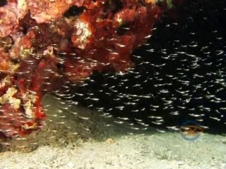 Tremiti Islands - Isole Tremiti