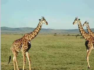 Girafe debile qui volent