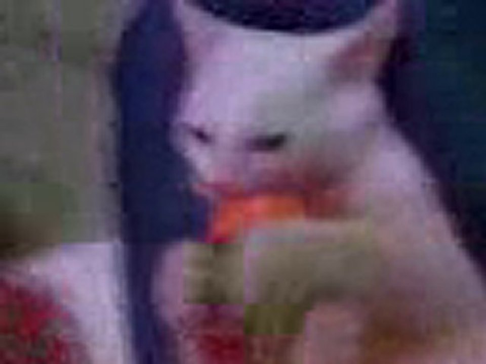 Video0019