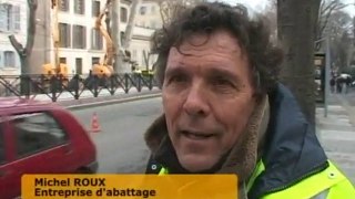 Les arbres victimes des travaux du TCSP (Nîmes)