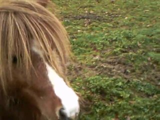 poney fou