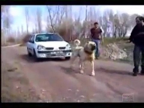 Dünyanın En Güçlü Köpeği Sivas Kangalı Arabayı Çekiyor