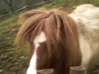 poney fou