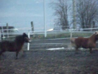 poney choupinou!!!!!