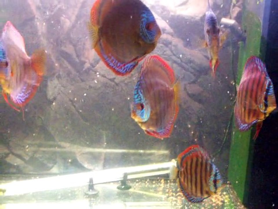 video discus