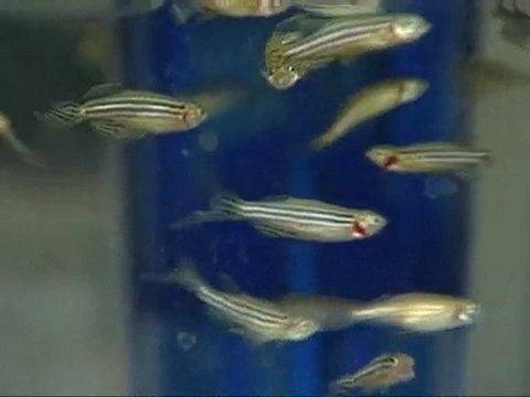 Experts look at fish to mend broken hearts