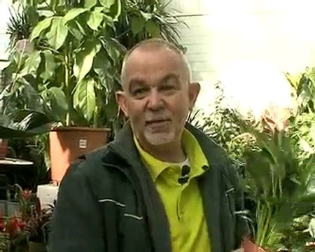 plantes intérieurs purification de air