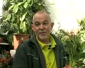 plantes intérieurs purification de air