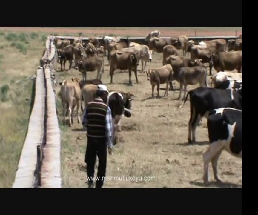 inekler 2010 yazin cekim