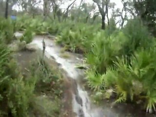 Alafia River State Park - Sand Pine Trail