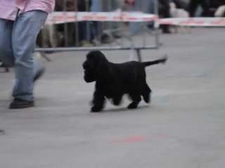 Meilleur de race Expo de Niort 2011