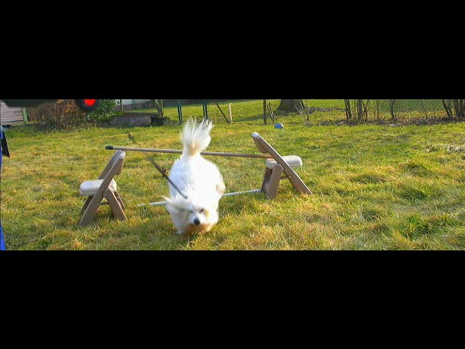 saut d'obstacle à pied