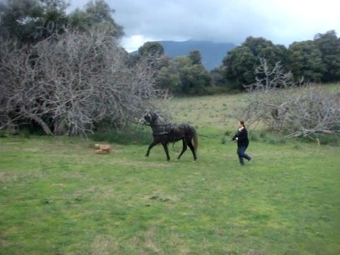 Travail aux longues renes