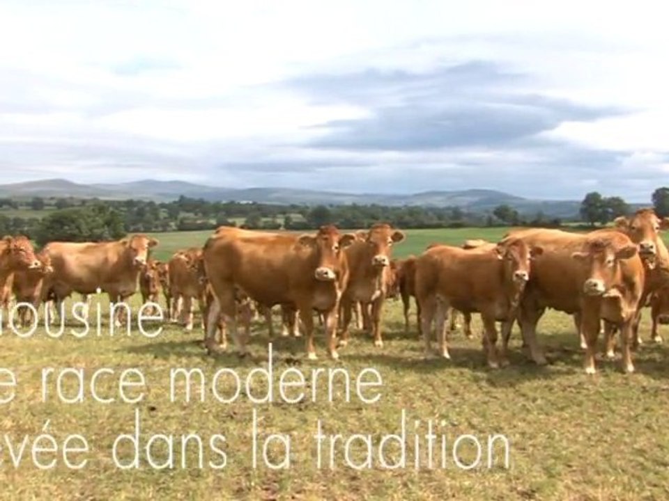 La Limousine, une race « verte »