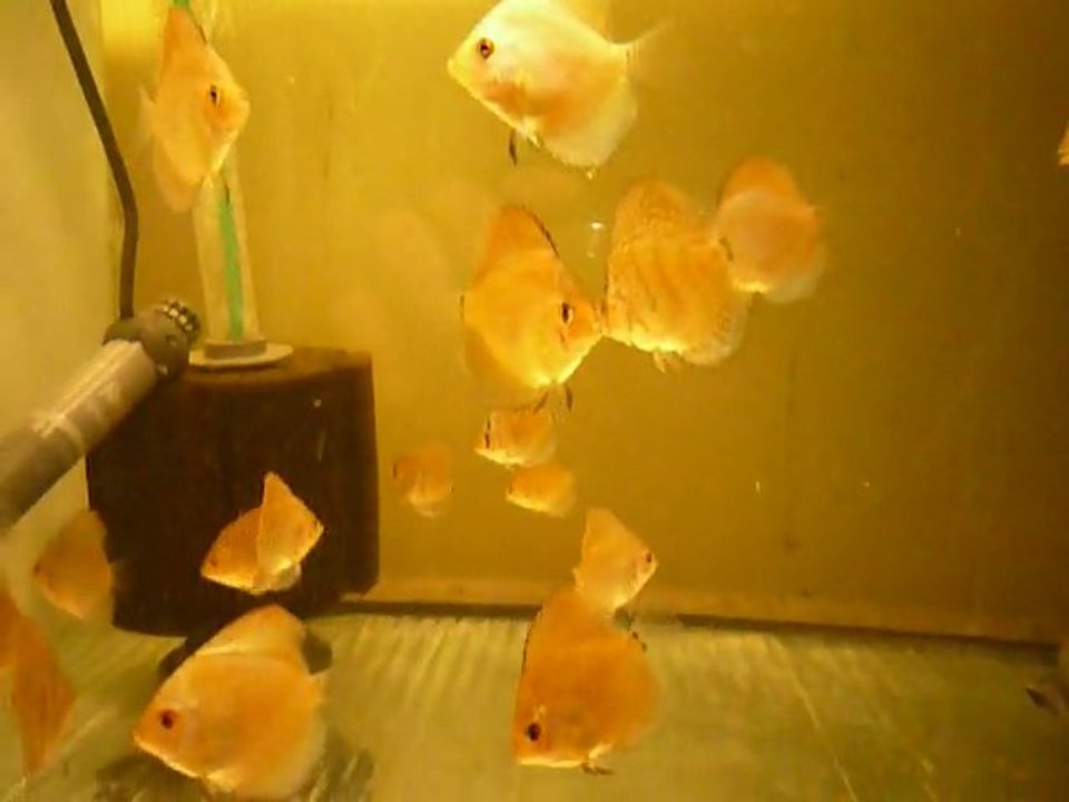 A deux mois, jeunes discus blue diamond