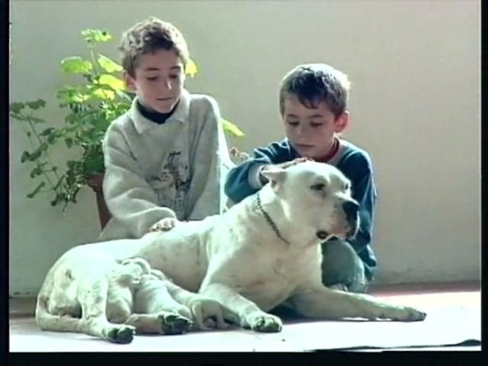 REPORTAGE DOGUE ARGENTIN www.educationcanine13.fr