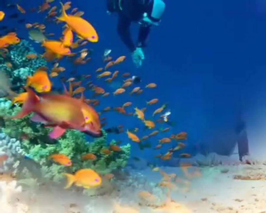 ELYSEES TOURS, votre agence de voyage