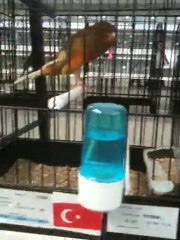 OĞUZ ÖZKAYA DÜNYA ŞAMPİYONU AHRAÇ TAKIM