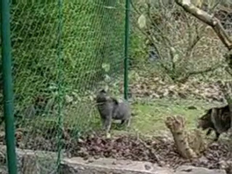 filet de sécurité pour chat www.filetpourchat.com