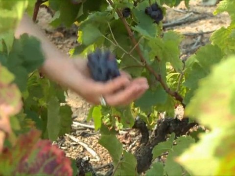 ORGANIC NON ALCOHOLIC MERLOT SEMILLION AND CABERNET