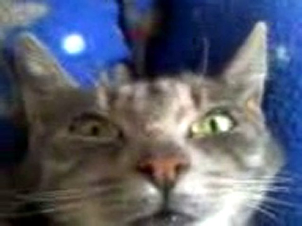 Petit Chat Qui Chante Misery