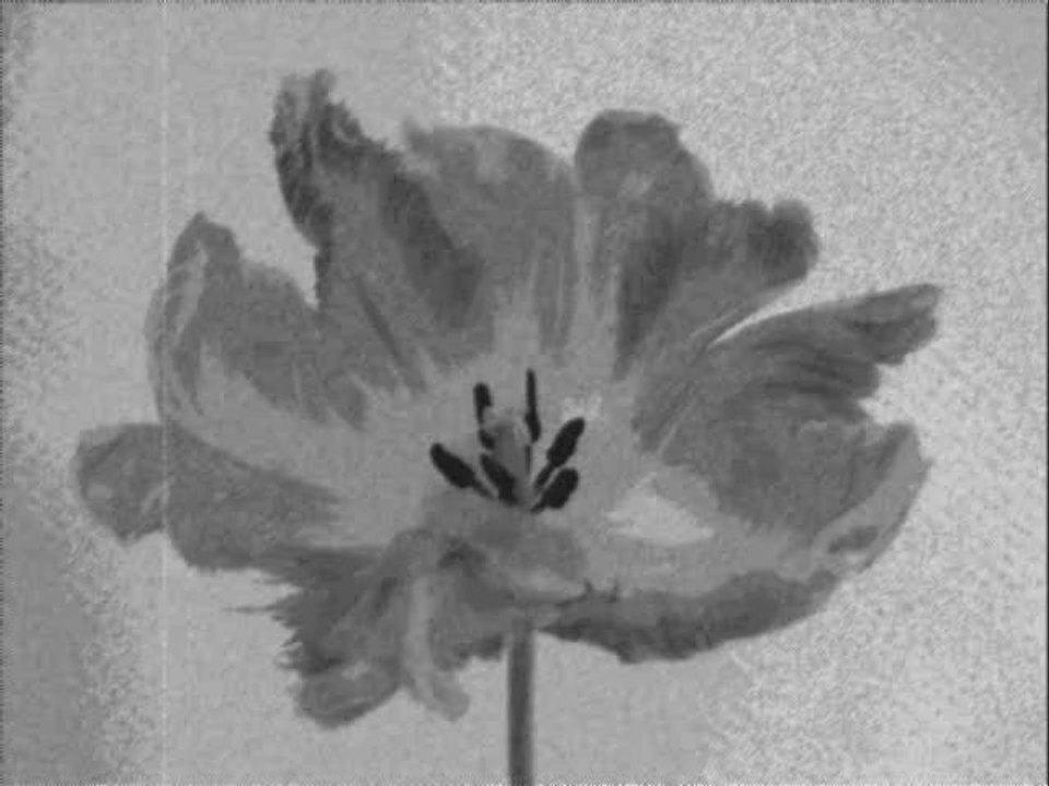 fragile jewel