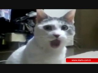 Hayrettin - Hayret Eden Kedi