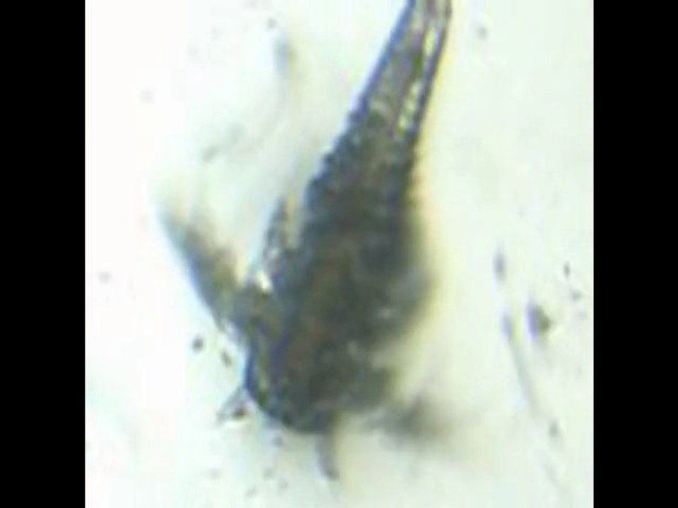 Nauplie de branchinella