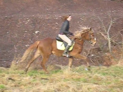 Kaizer galop prérie du coin.
