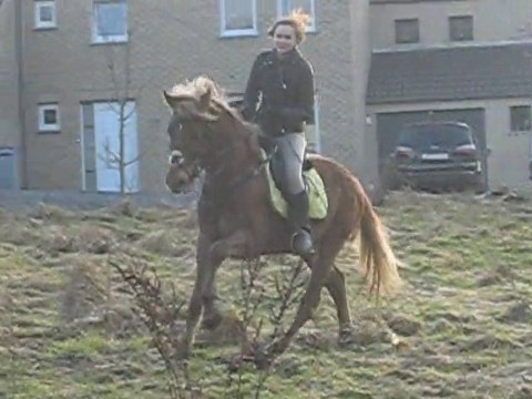 Kaizer galop prérie du coin. (2)