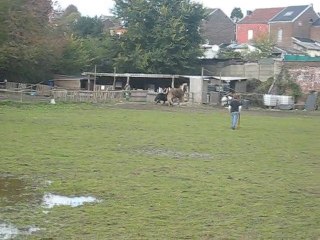 Kaizer et filly au galop