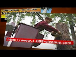 Orlando Tree Service