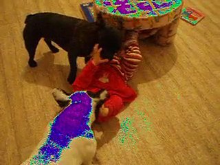 l'attaque du bouledogue francais... les coups de langue!!