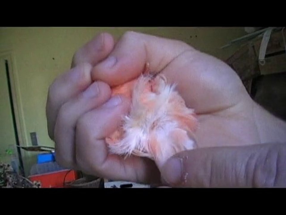 mâle ou femelle canari