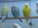 How To Tell A Female Budgie From A Male Budgie
