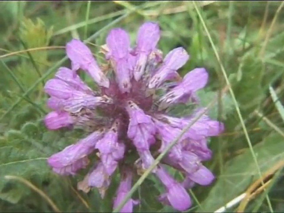 Nature & Plantes-2