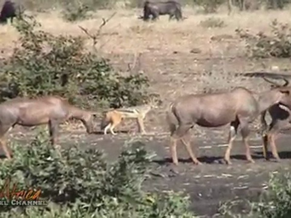 African Wildlife at a Waterhole near Berg en Dal in the ...