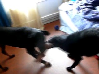 tina et cayenne entrain de jouer avi