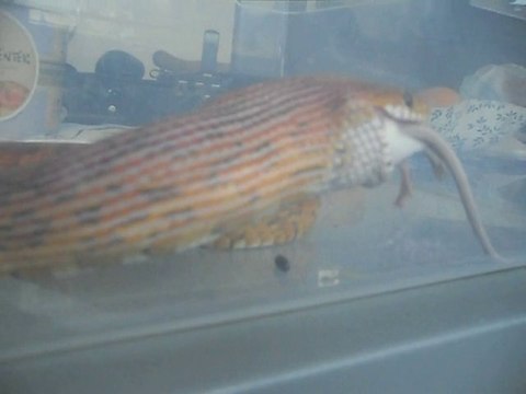 Serpent qui avale une souris vivante .